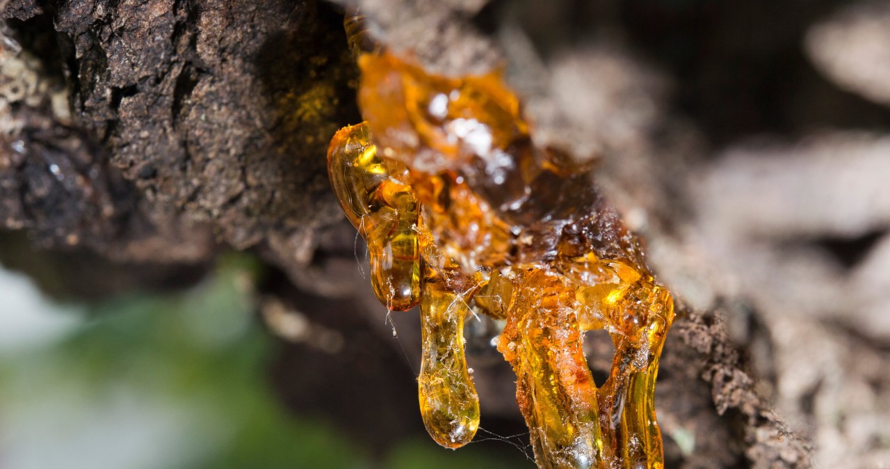 The resin is a sticky substance that is difficult to remove from clothes. However, there are home methods to get rid of it. /123RF/PICSEL