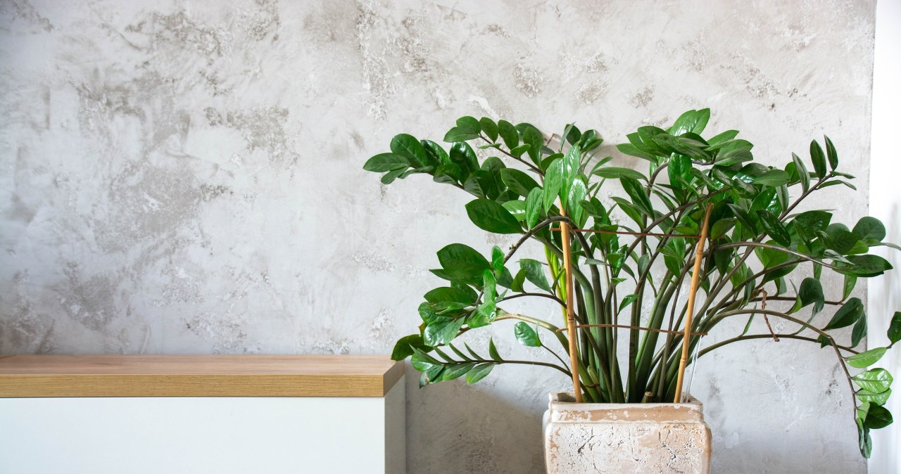 Zamioculcas will look great if we feed it with homemade fertilizer. /123RF/PICSEL