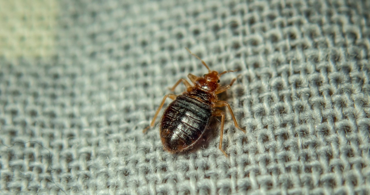 It is difficult to get rid of bedbugs from your home, but it is possible. /123RF/PICSEL