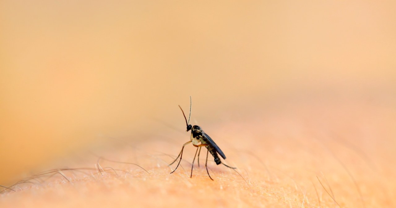 Earthworms are a troublesome problem, but you can get rid of them with home remedies. /123RF/PICSEL