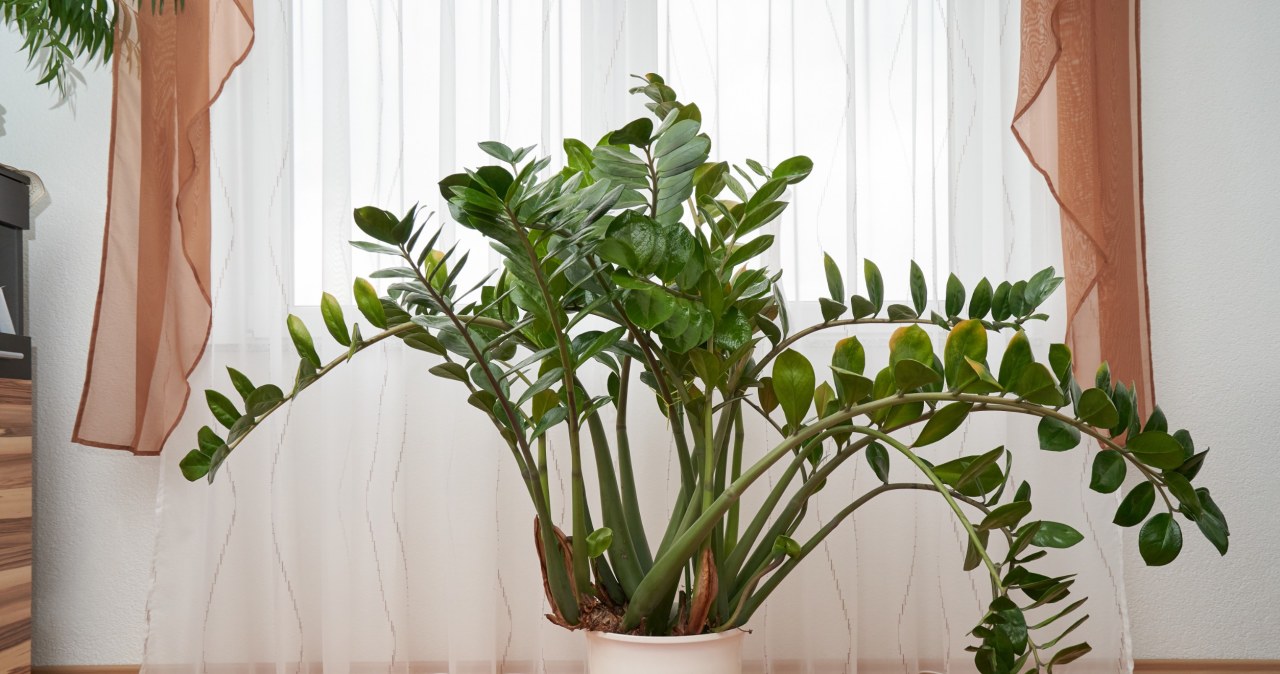 Zamioculcas is a popular potted plant, known for its resistance and durability. Even in winter it can grow new leaves. /123RF/PICSEL