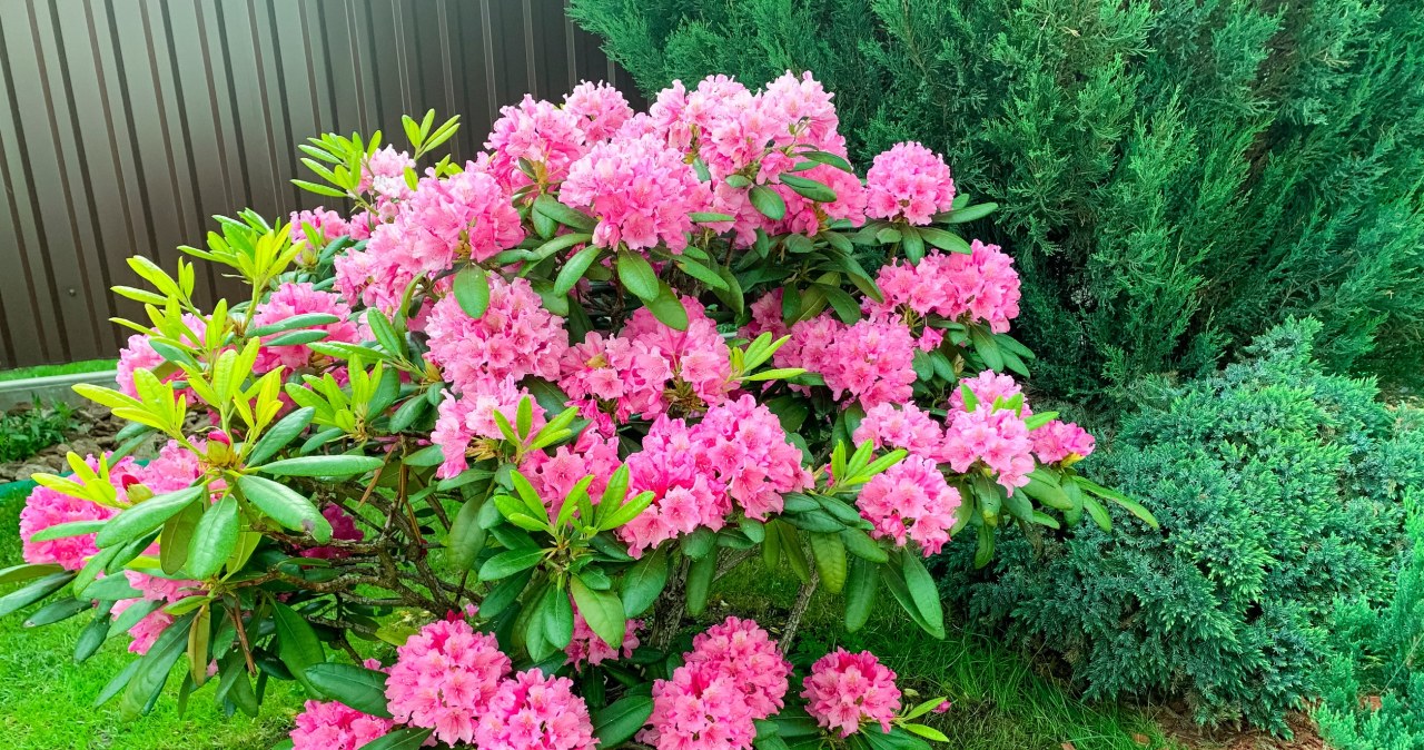Rhododendrons feel best in acidic, humus-rich soil that is constantly slightly moist. /123RF/PICSEL