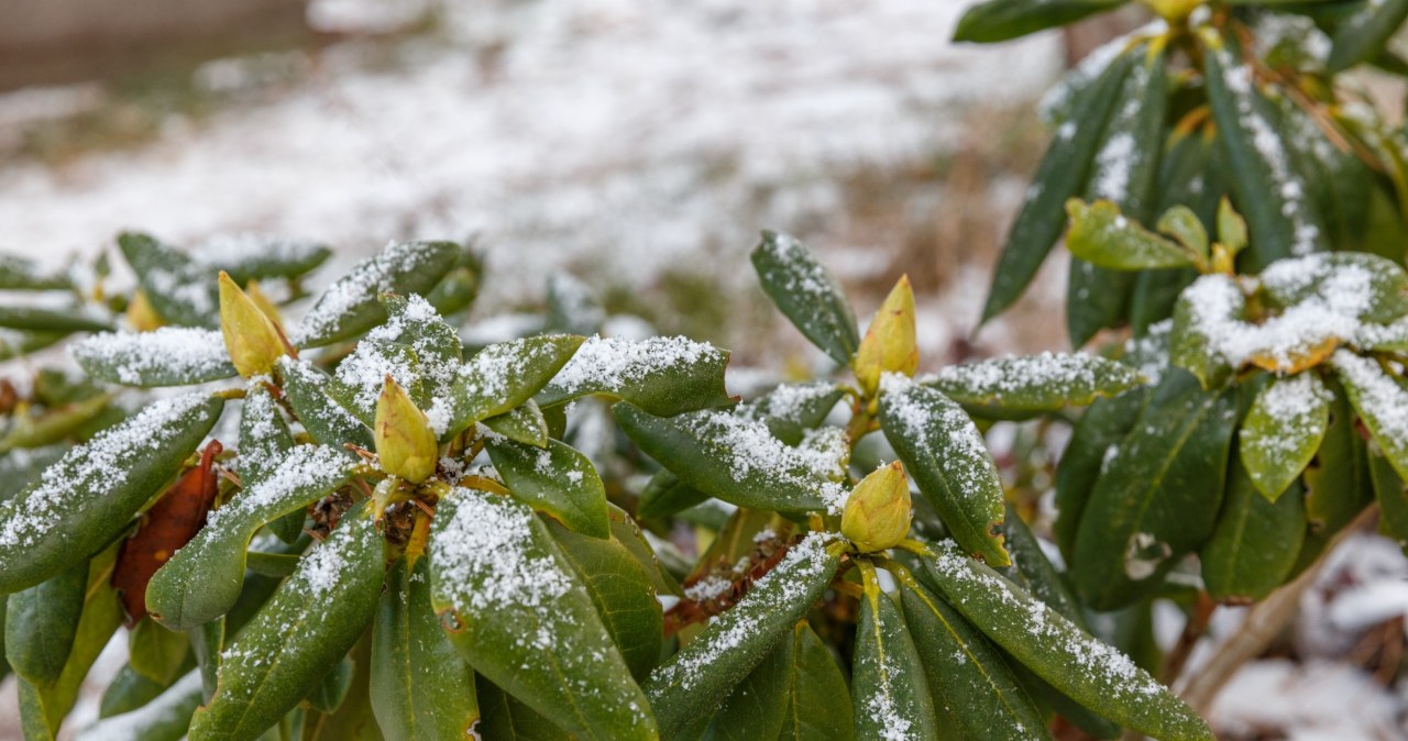 Rhododendrons do not shed their leaves in winter, so they are exposed to unfavorable weather conditions throughout the cold season. /123RF/PICSEL