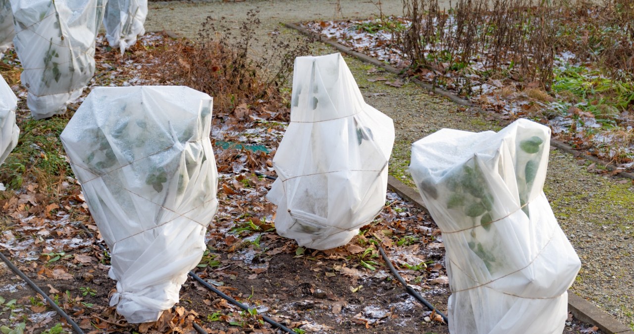 Contrary to appearances, winter care for rhododendrons does not involve fertilizing or pruning. /123RF/PICSEL