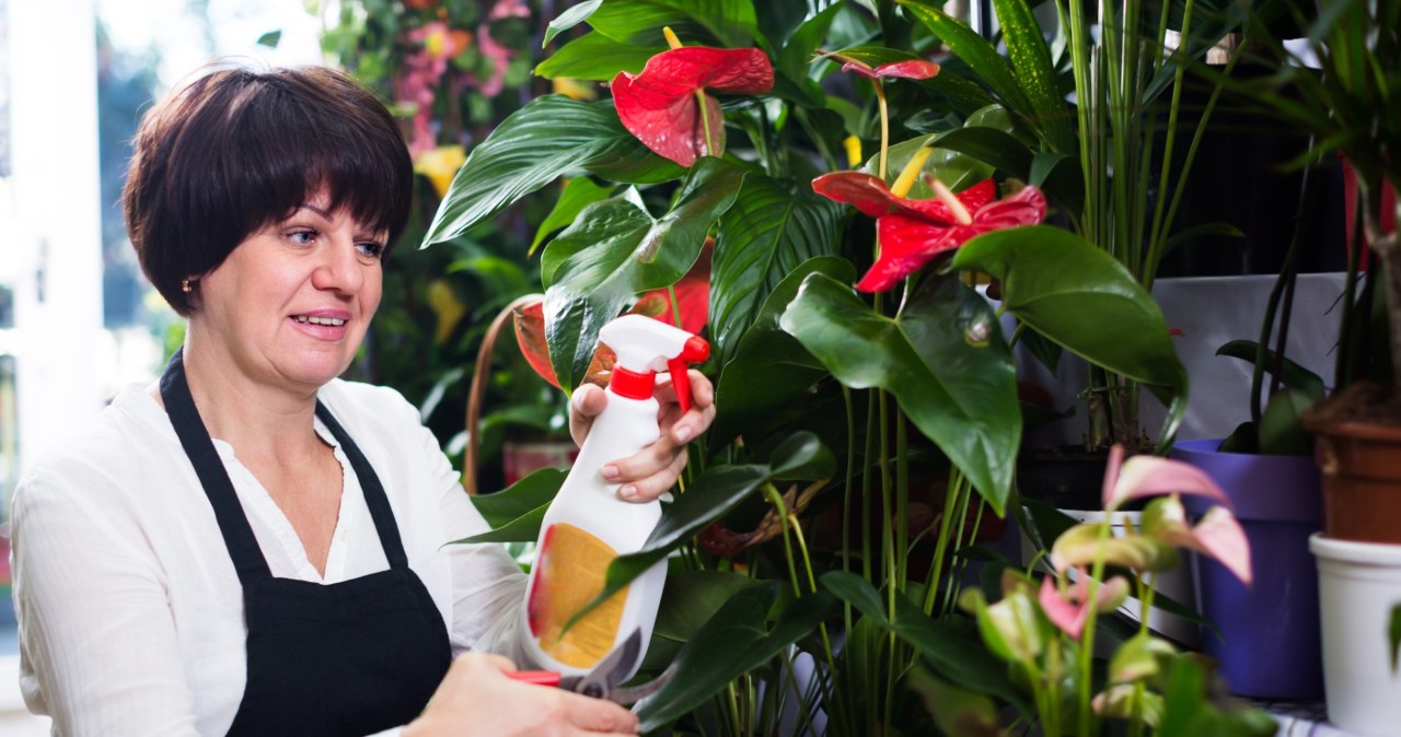 Few people know that anthurium responds very well to fertilizers intended for orchids. /123RF/PICSEL