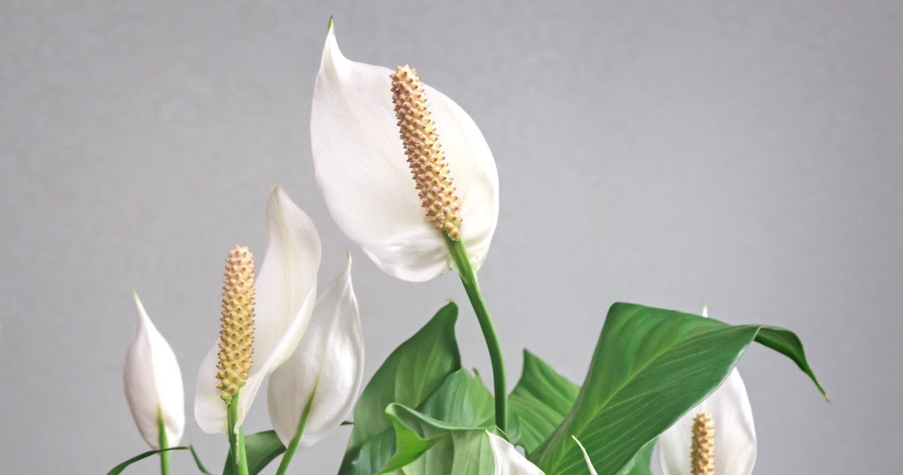 Proper care will ensure that the Spathiphyllum will be full of flowers. It will be a great home decoration. /123RF/PICSEL