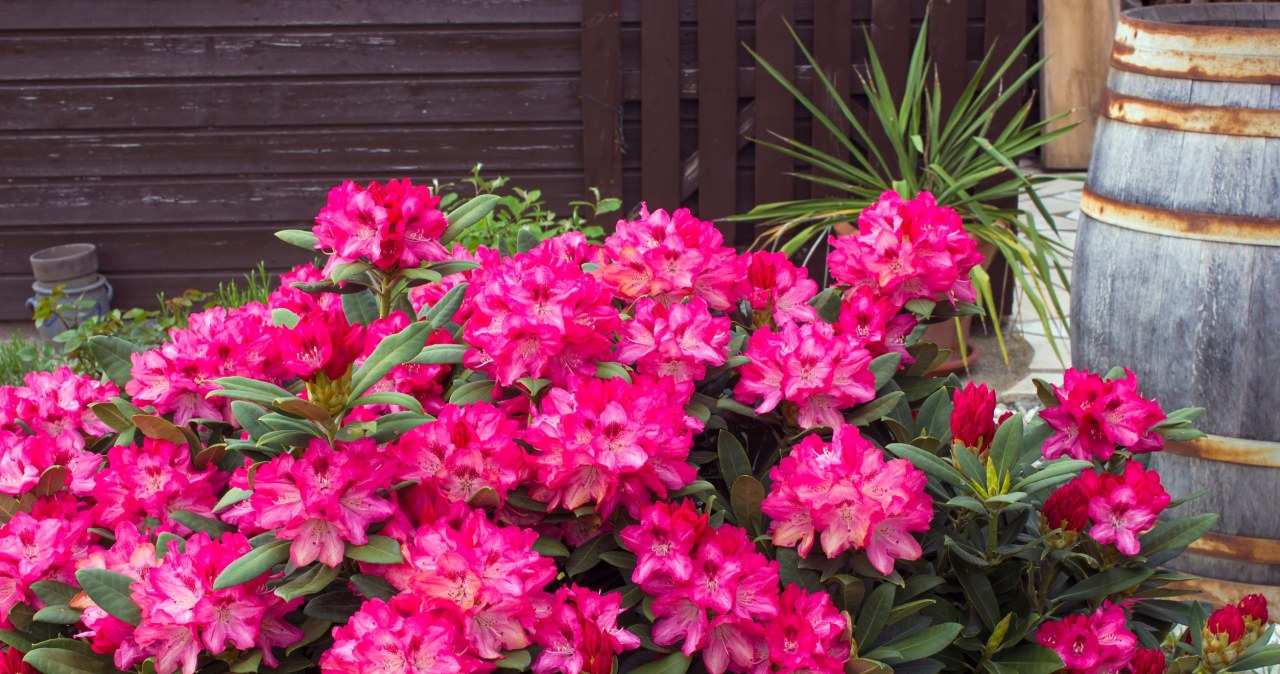 Azaleas, heather and heather are excellent companions for rhododendrons. /123RF/PICSEL