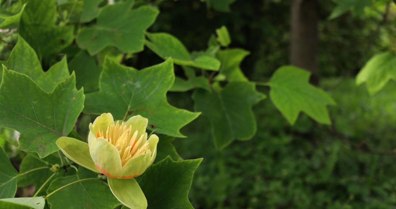 The American tulip tree, due to its spectacular flowers, can be a wonderful garden decoration. /Deposit/East News /East News