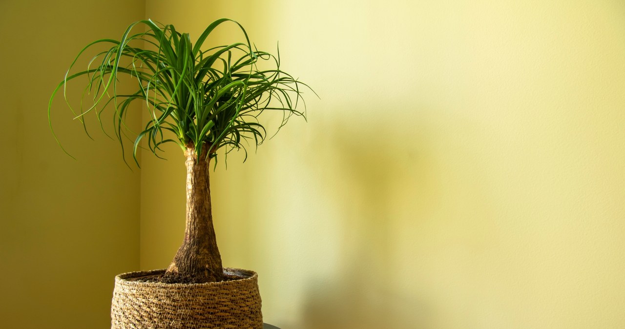 Bent nolina looks exotic and is a good decoration for any interior /Pixel