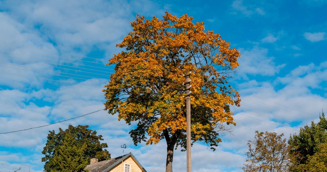 Tall trees can pose a threat to buildings.