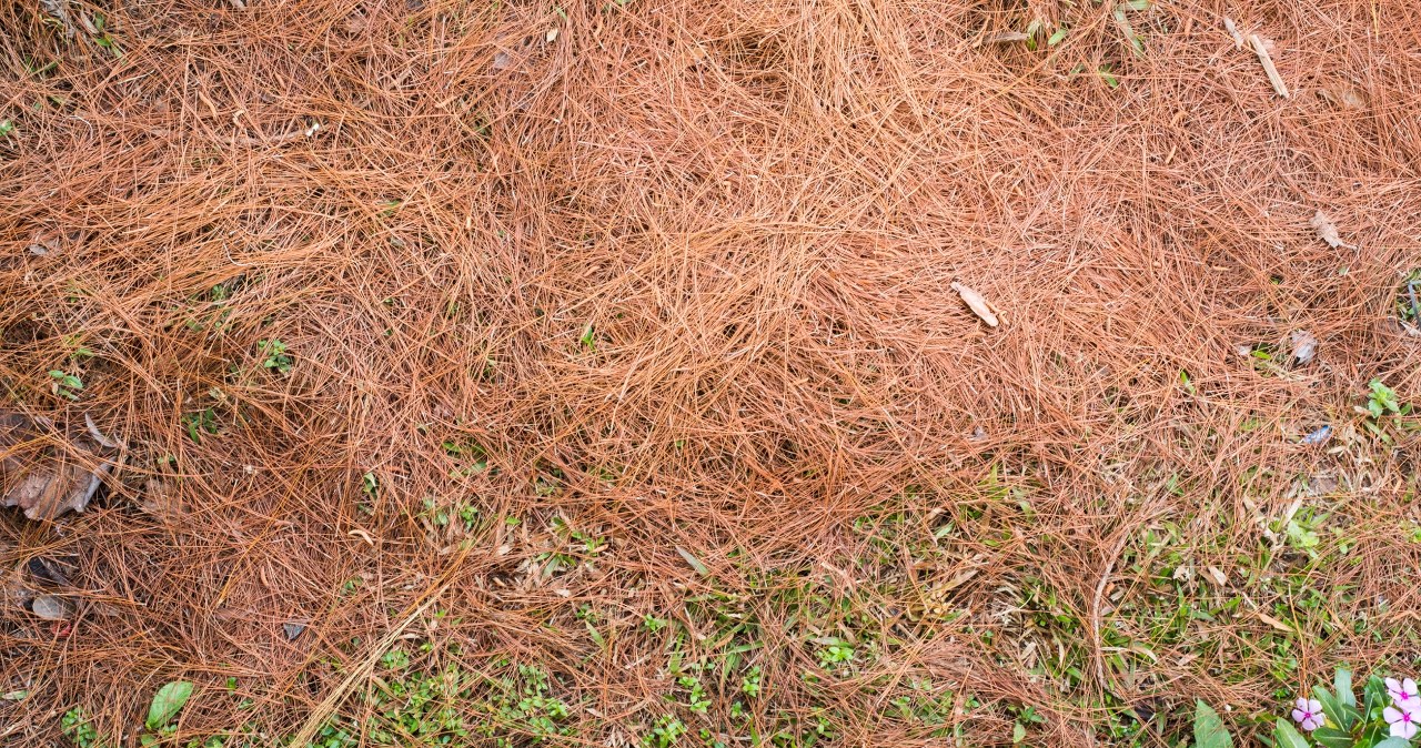 The needles create a natural mulch. /Pixel