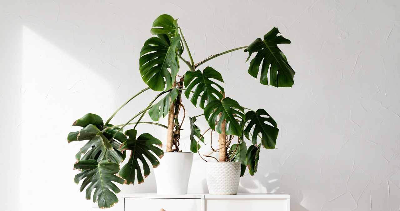 Monstera is an attractive potted plant. It can also look great in winter. /Pixel