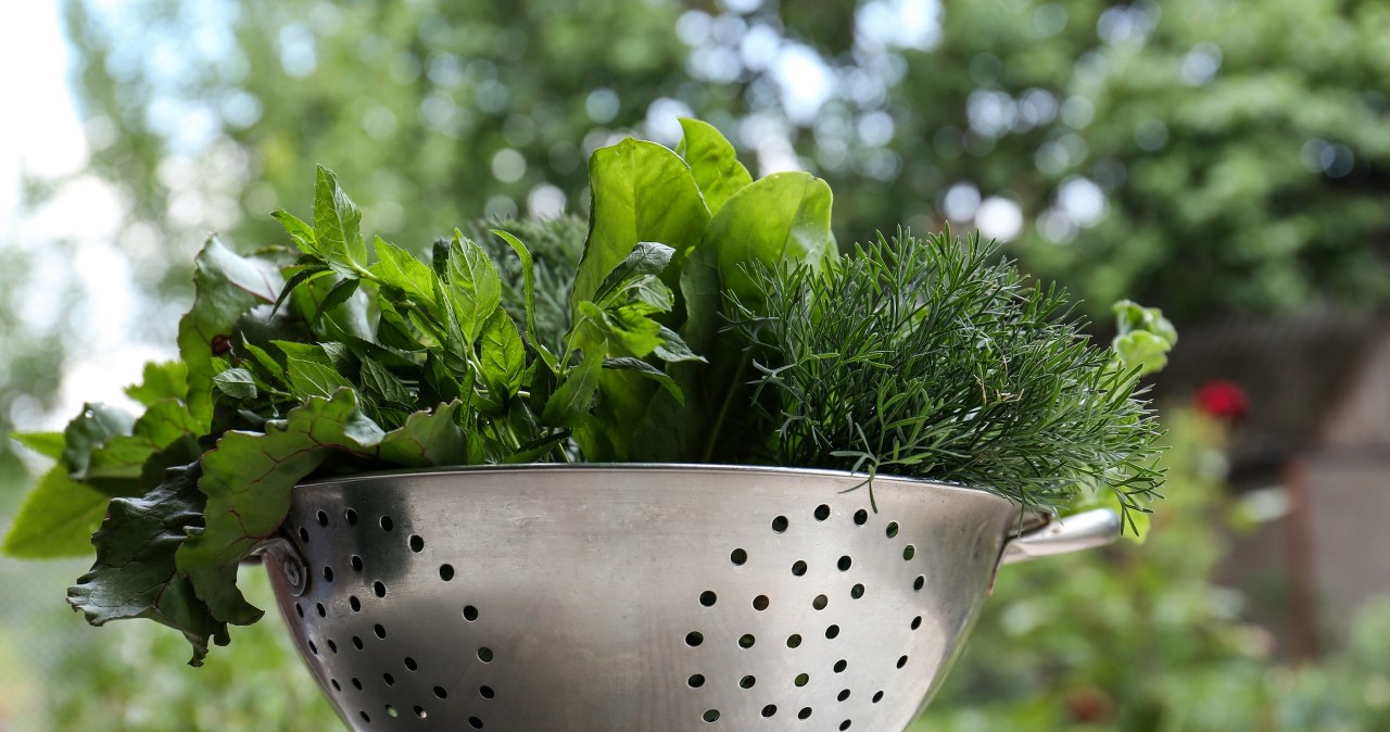 Growing plants in a strainer? Under certain conditions it is possible. /Pixel