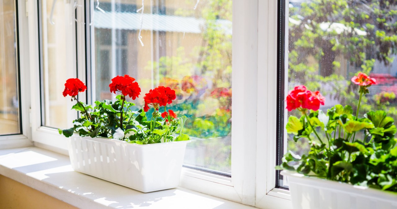 Without it, you will not wake up geraniums after winter. Start collecting into a jar today
