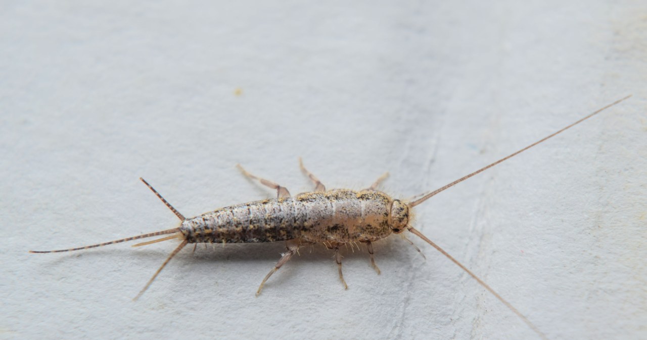 Can't keep the silverfish away? You'll be surprised what attracts them