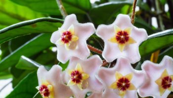 Don't pour it out, just give it to the hoja. It will sprout buds in winter