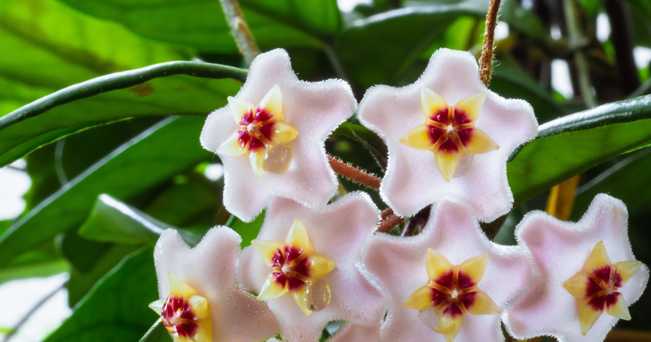 Don't pour it out, just give it to the hoja. It will sprout buds in winter