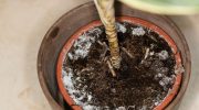 Do you see such coating in flower pots? Thanks to this, you can easily get rid of it