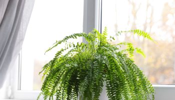 Ferns hate it. This is why they most often waste away in winter