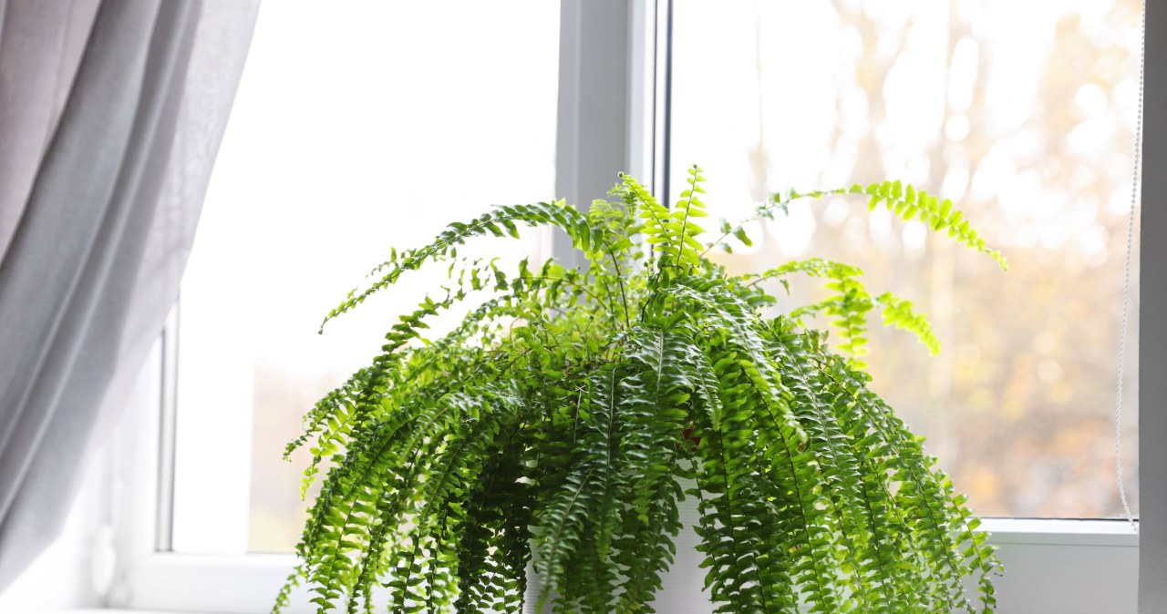 Ferns hate it. This is why they most often waste away in winter