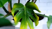 Are monstera leaves turning yellow? You're probably making this common mistake
