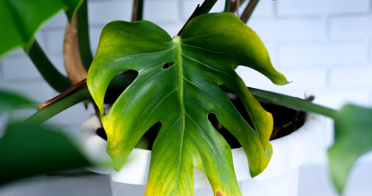 Are monstera leaves turning yellow? You're probably making this common mistake