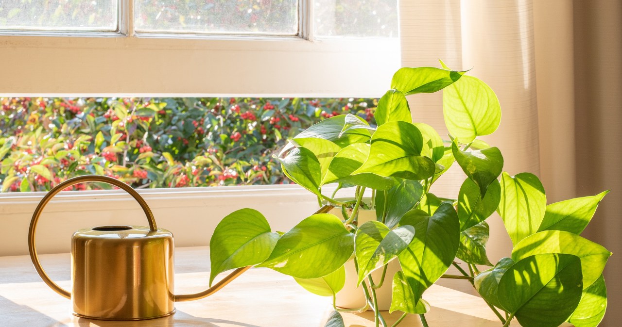 These plants need special care in winter. Fertilization is a must-have