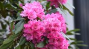 ​January is the best time to pamper your rhododendron. It will burst into flowers in spring