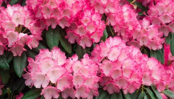 Once the frosts subside, do this to the rhododendrons. In spring they will bloom like never before