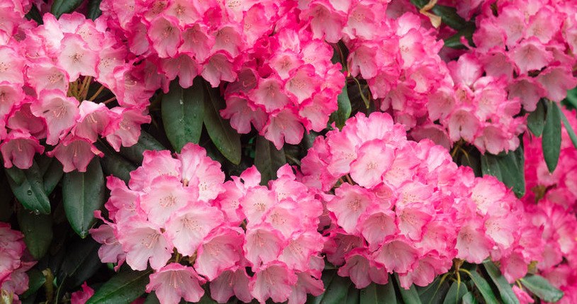 Once the frosts subside, do this to the rhododendrons. In spring they will bloom like never before