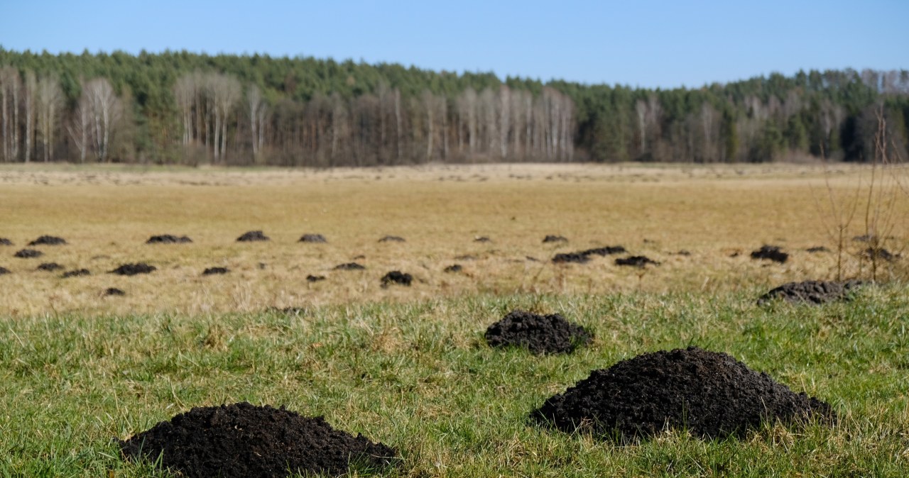 ​Pour this mixture into the mound in January. The mole will no longer roam your garden