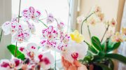 Is your orchid turning yellow? These grandma's tricks will help you save him