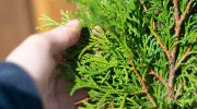 Thuja look miserable and pale? This is how you will restore their intense green color