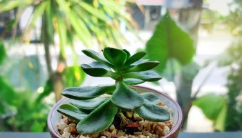 In January, put it on the windowsill. You will ensure happiness for the whole family