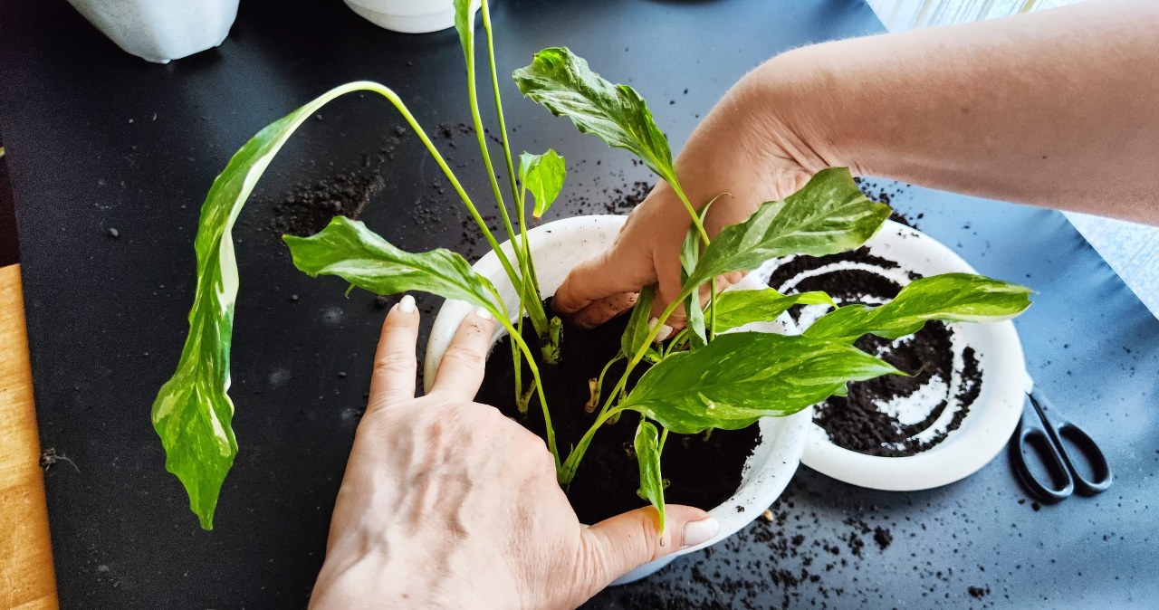 Place this plant on the windowsill. The moisture will disappear from the windows once or twice