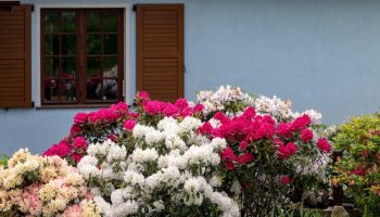 ​Never plant this near a rhododendron. It will waste away in a few weeks