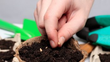 The time for sowing pansies is approaching. Don't miss out if you want them to bloom in spring