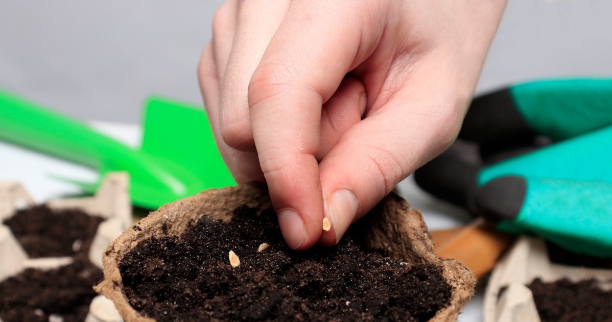 The time for sowing pansies is approaching. Don't miss out if you want them to bloom in spring