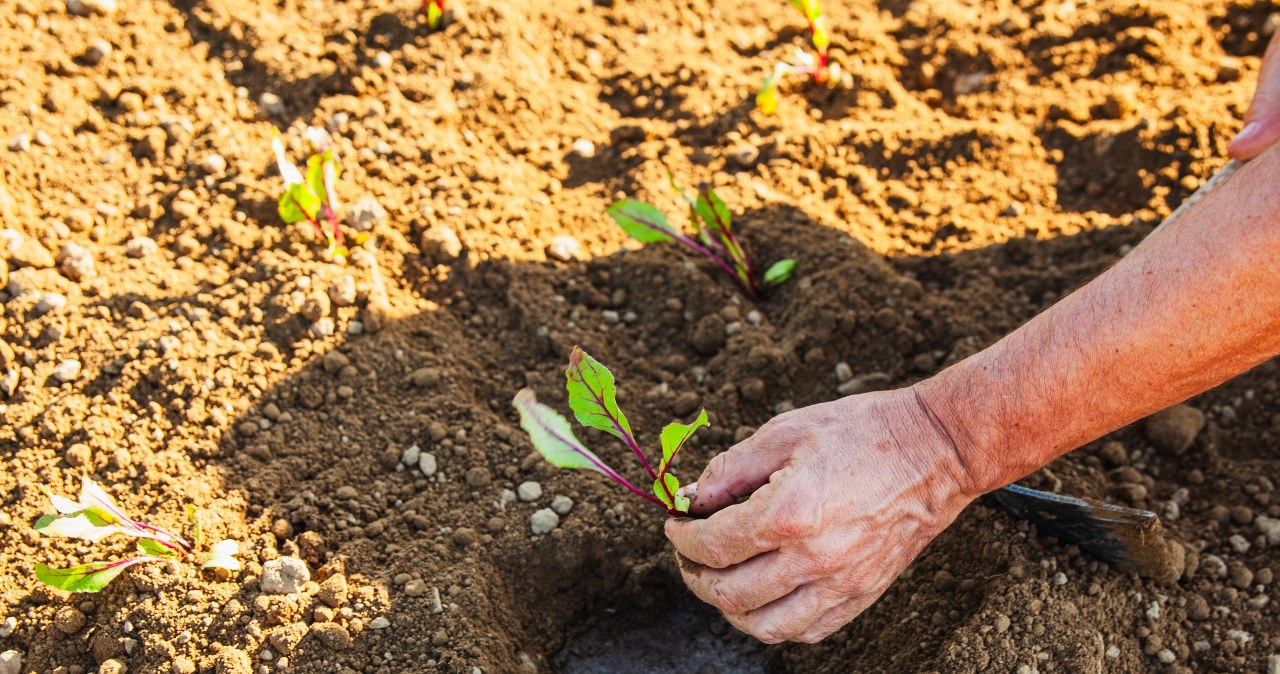 Never plant these plants in your garden. The penalties are exorbitant