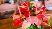 ​In February, treat your anthurium to this. It will burst into new flowers