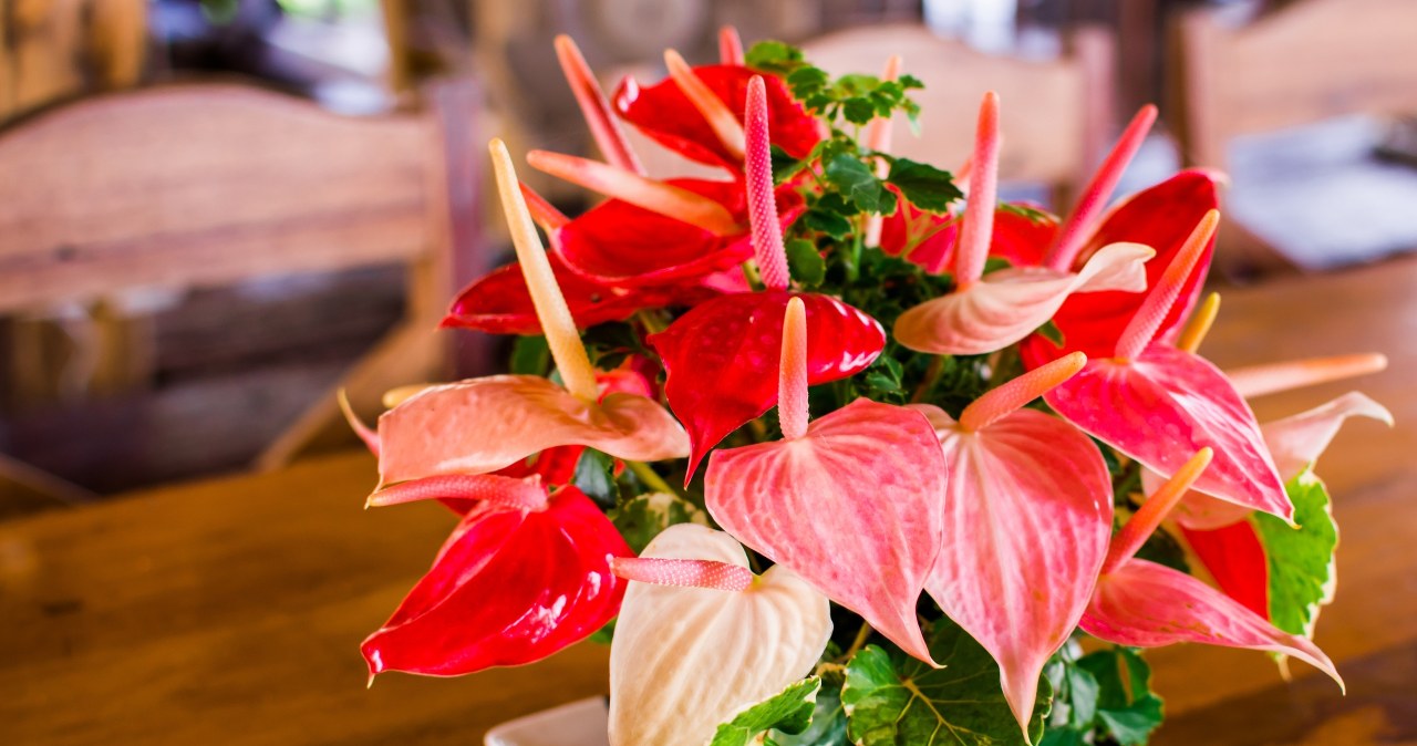 ​In February, treat your anthurium to this. It will burst into new flowers