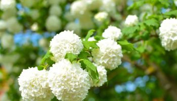 I can't handle hydrangeas. This year I'm choosing an even more beautiful plant