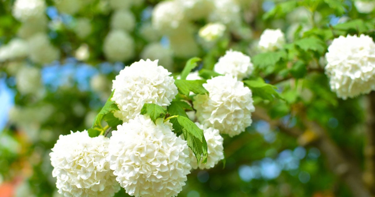 I can't handle hydrangeas. This year I'm choosing an even more beautiful plant
