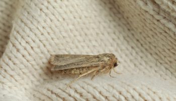 Put it in the closet. Clothes moths will flee where the pepper grows