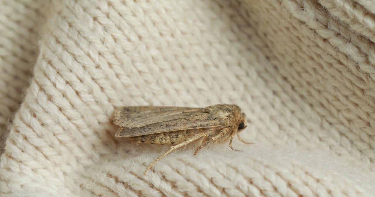 Put it in the closet. Clothes moths will flee where the pepper grows