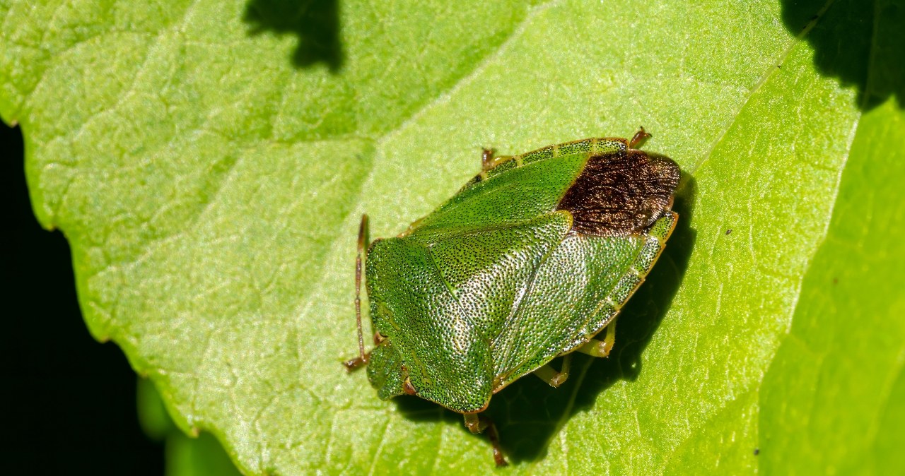 In winter, he likes to climb into the house through the window. Don't touch or you'll regret it