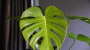 Is your monstera not producing holes in its leaves? One change is enough