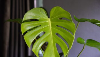 Is your monstera not producing holes in its leaves? One change is enough