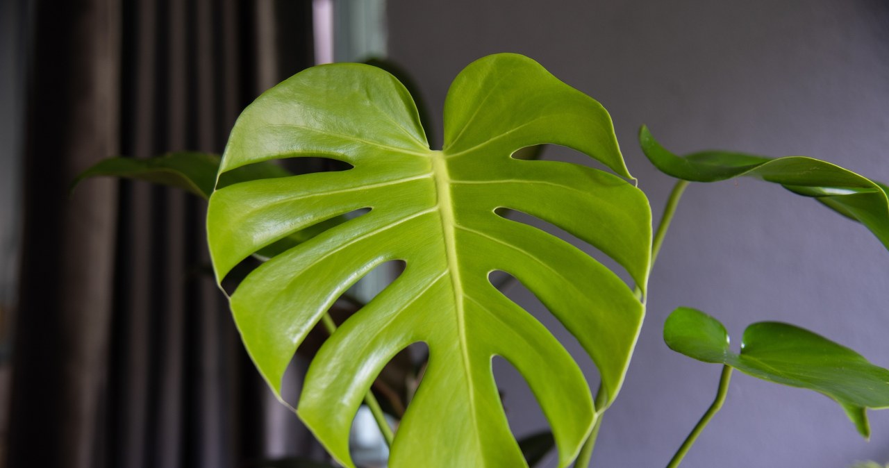 Is your monstera not producing holes in its leaves? One change is enough