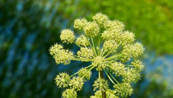 We treat it as a weed, but it is a healthy and aromatic spice. It helps with digestion and strengthens immunity